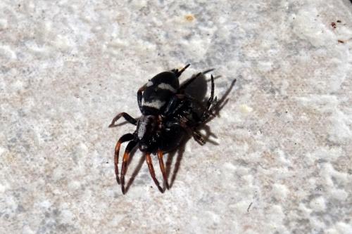 Poecilochroa albomaculata